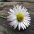 H. Rose