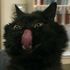 Gato Felix