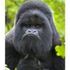 Gorillasafari Packages