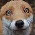Alec Fox
