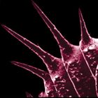 SYMBIOTIC STASIS SYmbIotIc stasIs