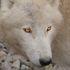 Lupà Wolf
