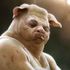 ElectroPig Von Fökkengrüüven