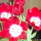 Diane Bolton