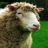 Dolly