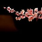 Ychun Lee